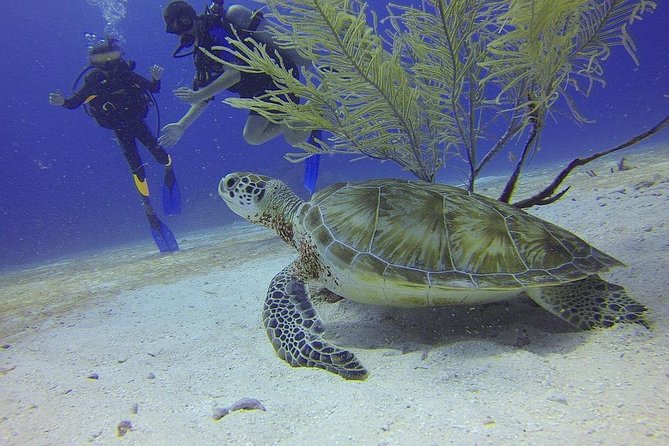 Certified 2-Tank Scuba Diving Tour From Montego Bay - Detailed Tour Information