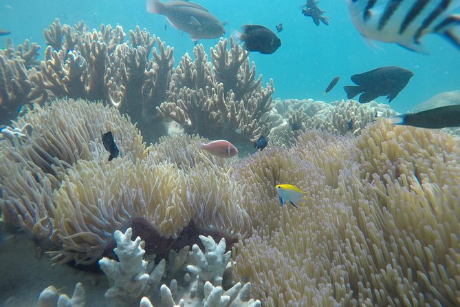 Cham Islands Snorkeling Tour by Wooden Boat From Hoi an