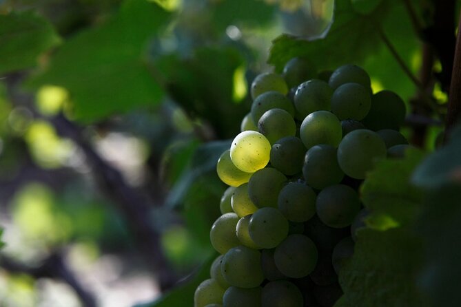 Champagne Lovers Full-Day Private Mercedes Tasting Tour  - Reims - Tour Overview and Highlights