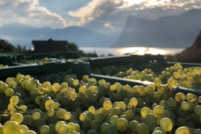 Cheese, Chocolate and Wine in the Bern Region From Luzern - Overview of the Tour
