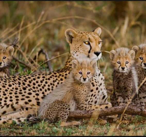Cheetah Encounter and Cape Wine Tasting Tour.