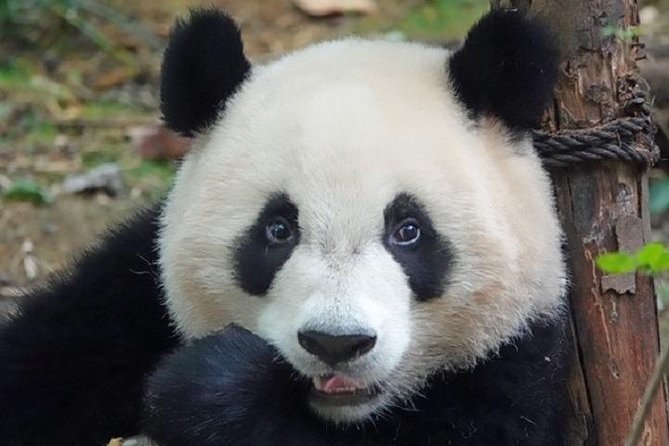 2 Best Full-Day Tours In Chengdu
