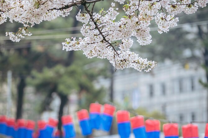 Cherry Blossom East Day Tour in Jeju