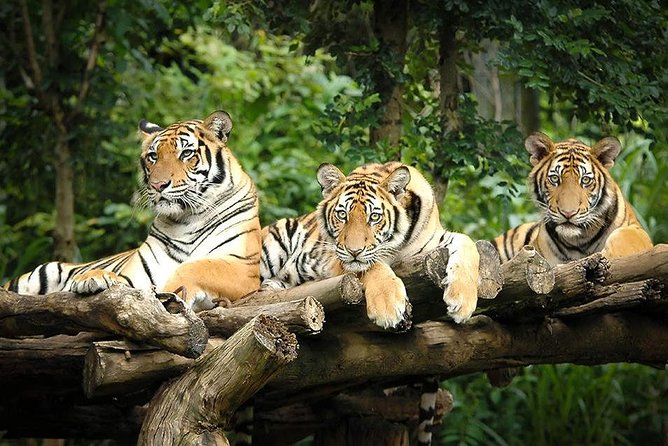 Chiang Mai Night Safari Tour Including Transfer (Minimum 2 Pax) - Tour Overview