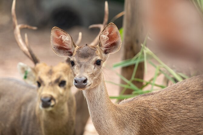 Chiangmai Night Safari Tour - Tour Overview