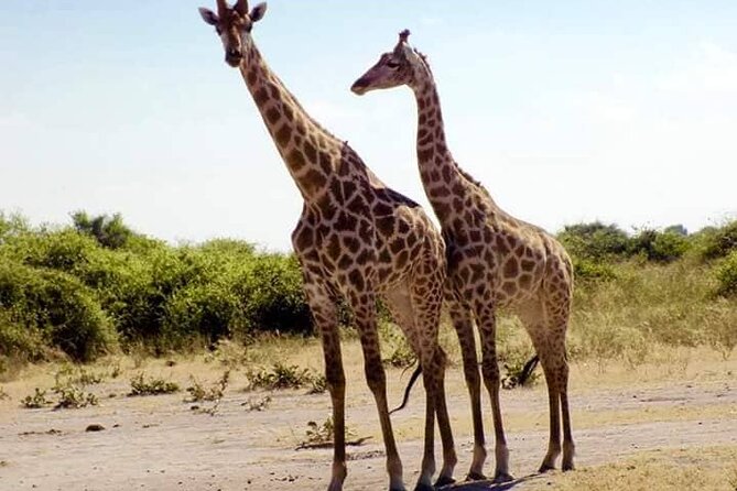 Chobe Day Trip Botswana