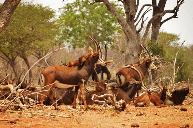 Chobe Sunrise Upto Sunset Day Trip From Victoria Falls 5AM - 7PM - Trip Overview and Details
