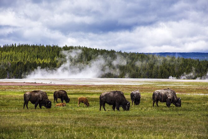 Classic Yellowstone National Park Lower Loop Picnic Lunch Tour