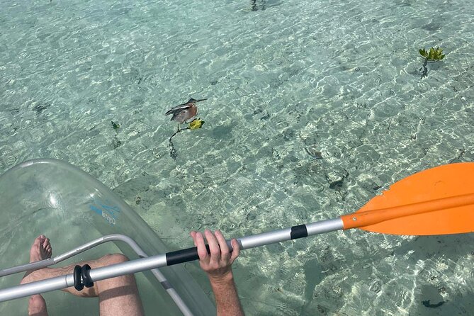 Clear Kayak Tour in Turks & Caicos Islands