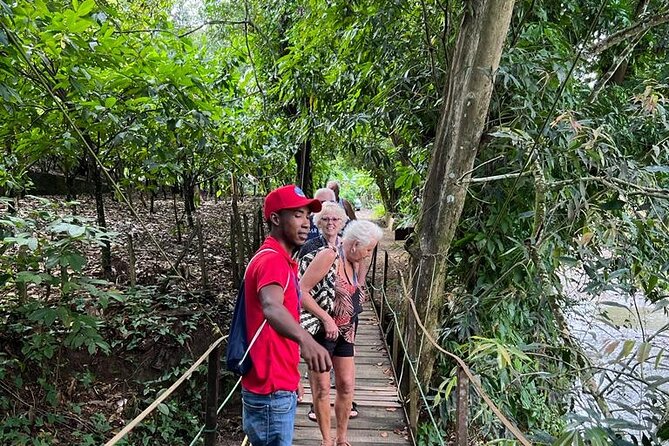 Cocoa & Artisan Chocolate Route With an Historical Tour in Puerto Plata City - The Art of Cocoa Cultivation