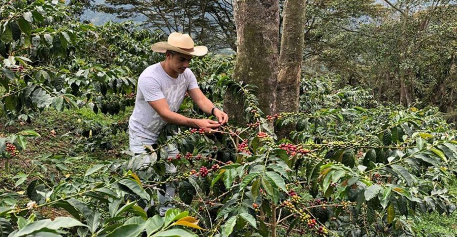 Coffee Farm and Salento Walking Tour With Lunch - Tour Overview