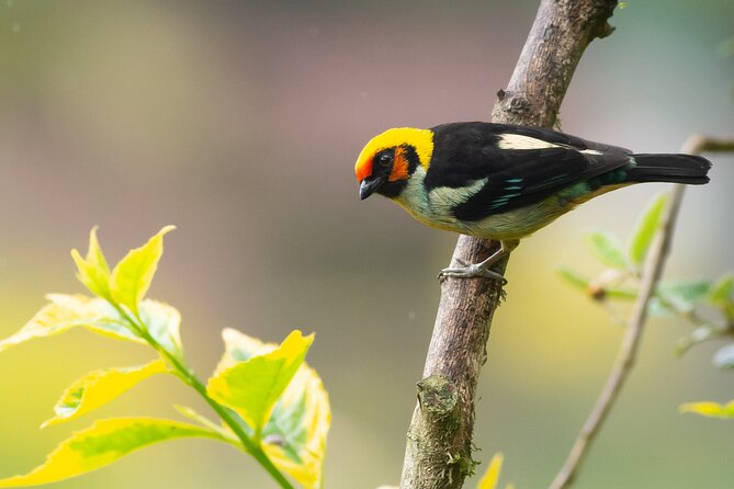 Coffee Lands Birdwatching Tour (Transport + Guiding)