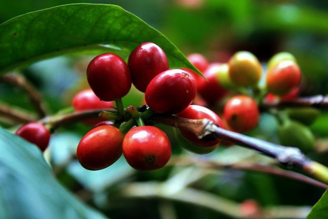 Coffee Plantation 7 Hrs Private Exclusive Tour Lunch All Included
