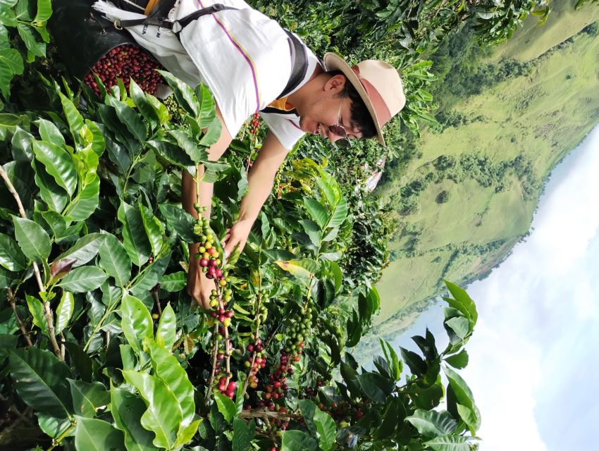 Coffee Region Colombia: Authentic Coffee Experiences - Overview and Booking Details