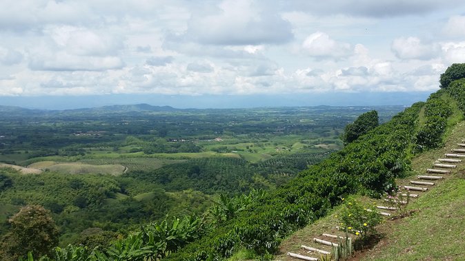 Coffee Tour, Sighting Pereira