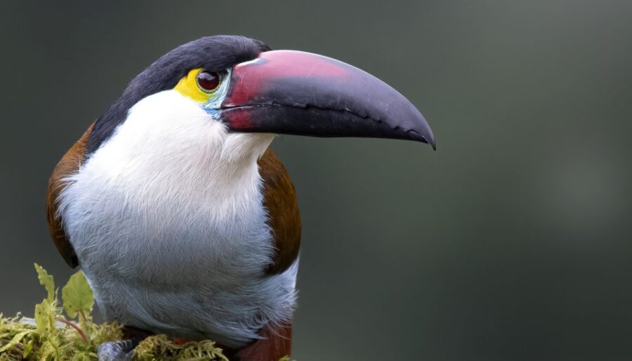 Coffee Wings: 8 Day Birdwatching in Colombia Coffee Region