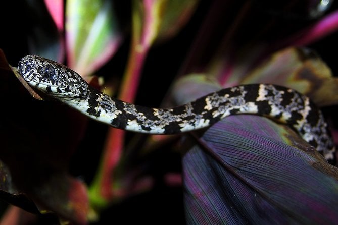 Combo 1: Jungle Night Tour & Day Tour Manuel Antonio - Overview of Tour