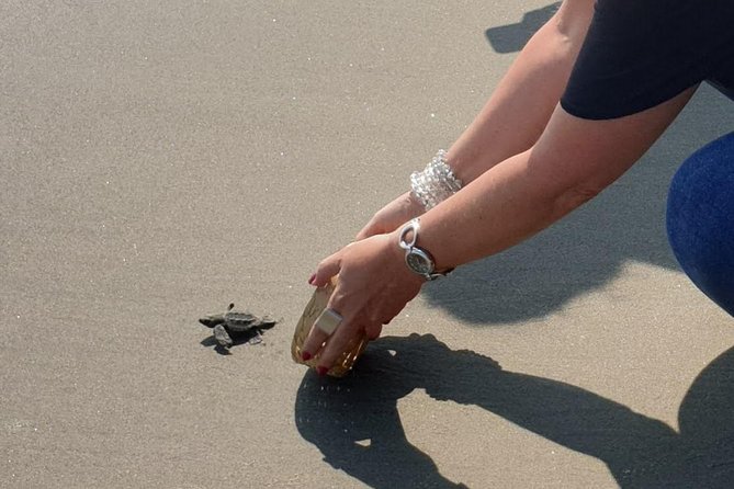 Combo 6 Hr Tour All City Highlights Divers Baby Turtle Release