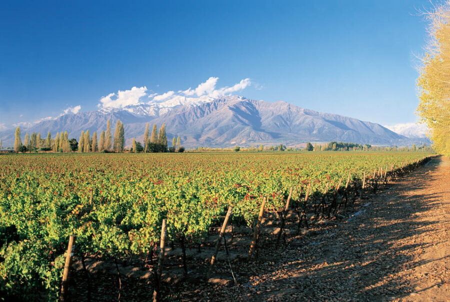 Concha Y Toro Wine Experience
