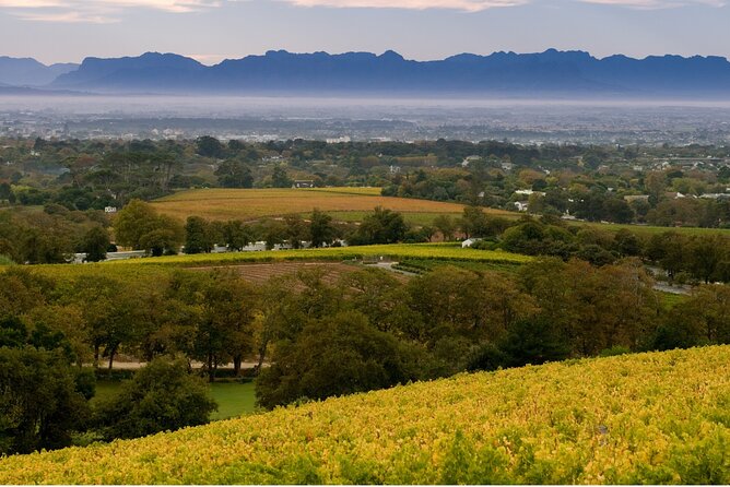 Constantia Hidden Gem Cycle Half Day – Private Tour