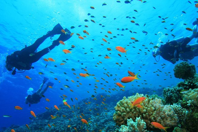 Coral Island Half-day Tour - Overview and Details