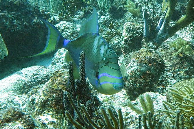 Coral Reef and Turtle Discovery Kayak and Snorkel Tour