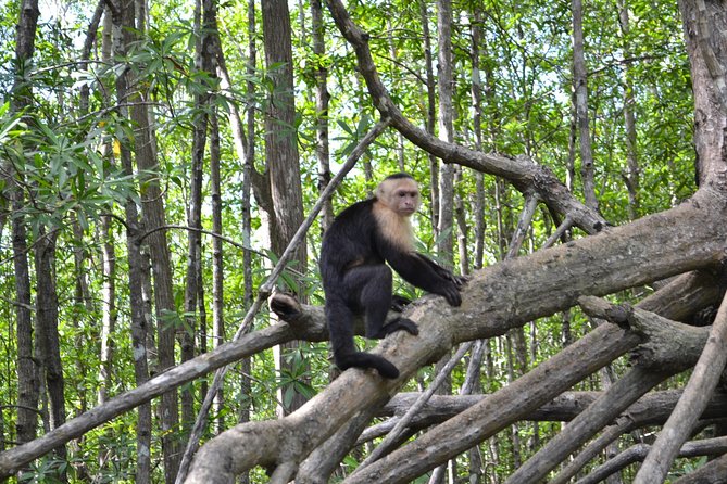 Costa Rica Mangrove Monkey Tour