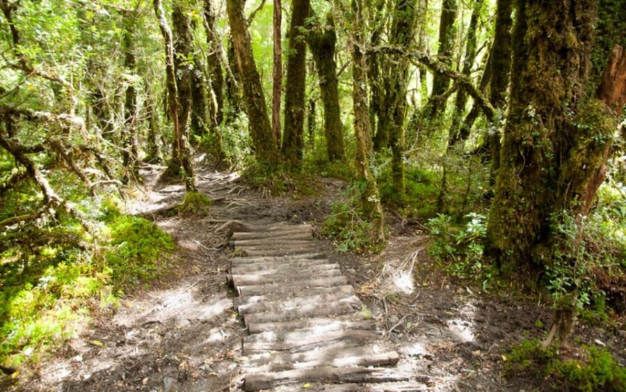Coyhaique: Queulat National Park - Explore Queulat National Park