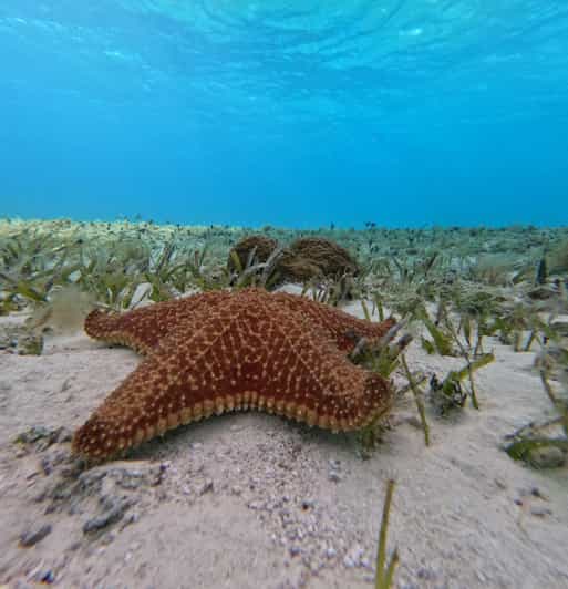 Cozumel, El Cielo: 4-Hour Shared Snorkeling Tour