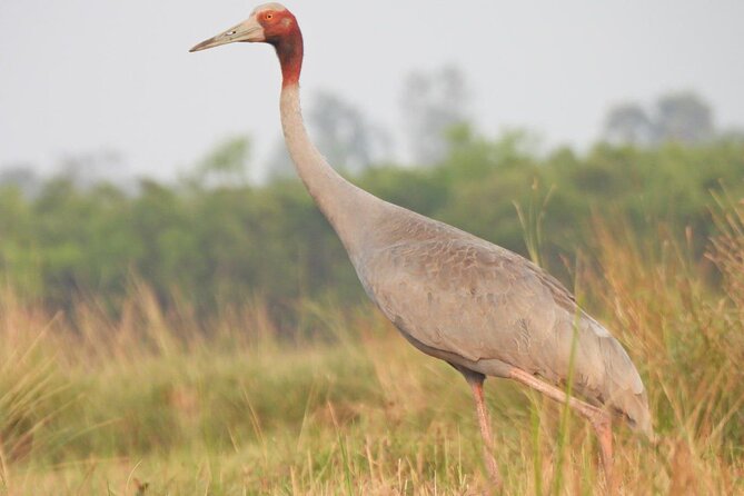 CRANES OF THE MEKONG by Discovery Center, Kep West