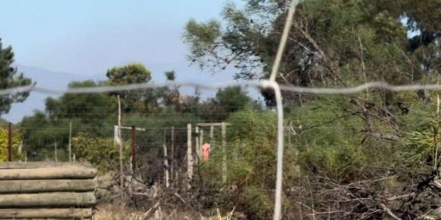Crocodiles, Cheetahs, Lions + 14-Dish African Food Safari
