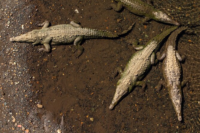 2 Best Safari Tours In Puntarenas