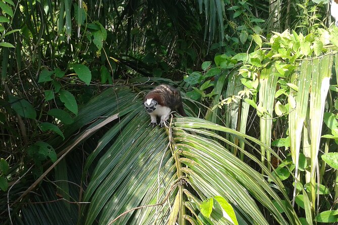 Cruise Shore Excursion Panama: Wildlife Gatun Lake