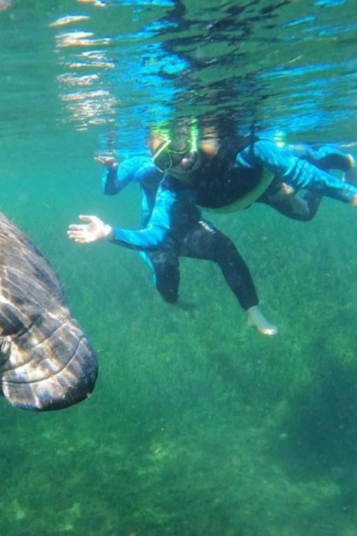 Crystal River: Kayak and Swim With Manatees Tour