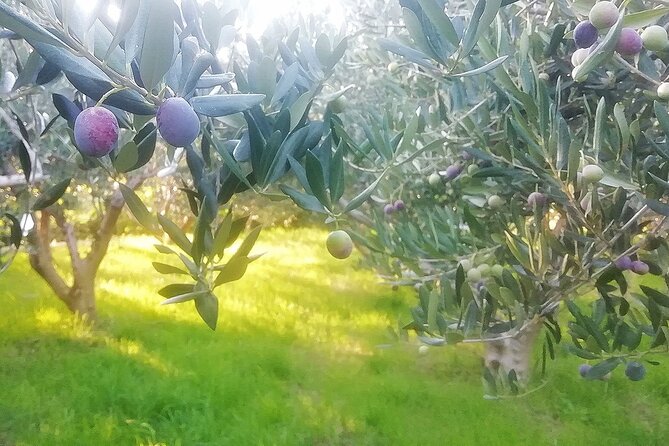 Culinary Half-Day Excursion in Klis Olive Tree Garden - Overview of the Culinary Excursion