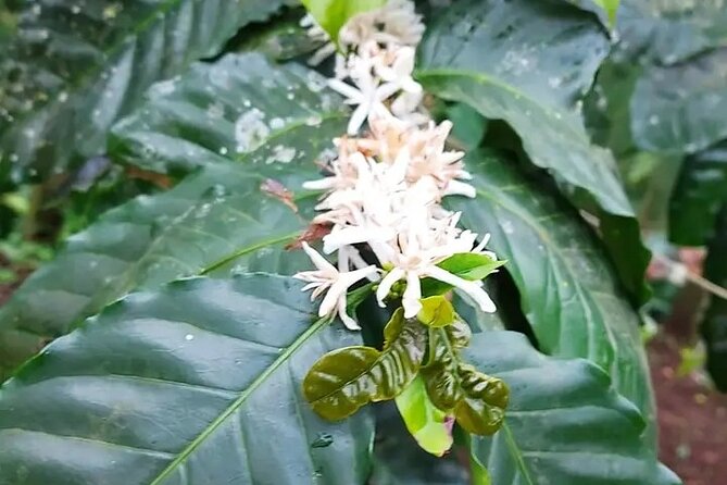 5 Best Coffee Tours And Tastings In Tamarindo