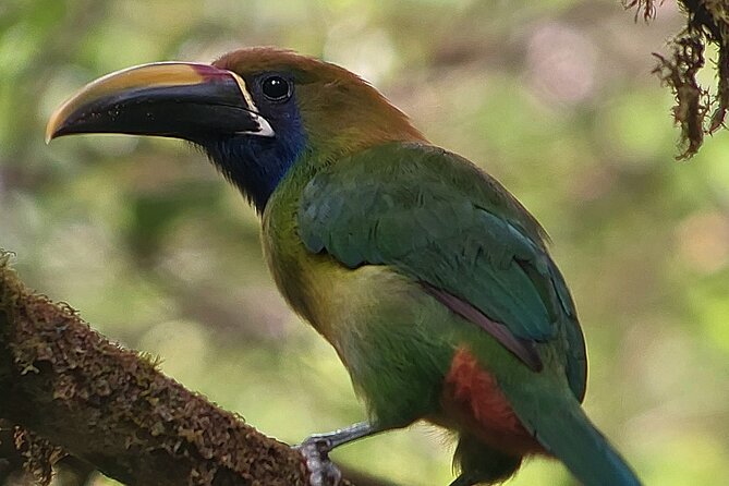 Curicancha Reserve Birdwatching Tour