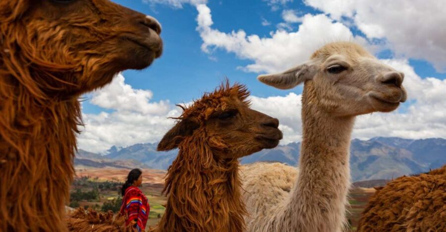Cusco: Alpaca Therapy + Healing With Clay - Lunch - Private