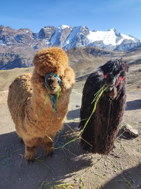 Cusco: Sunrise at the Rainbow Mountain Vinicunca - Activity Overview and Pricing