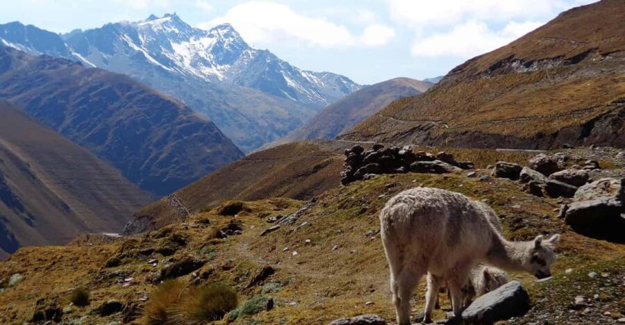 Cusco:From Inca Jungle to Machu Picchu|3Days/2Nights Tour - Tour Overview and Pricing