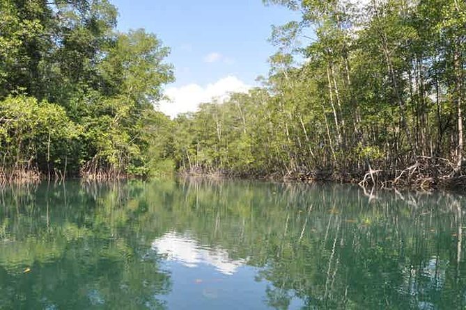 Damas Island Kayaking Tour From Manuel Antonio