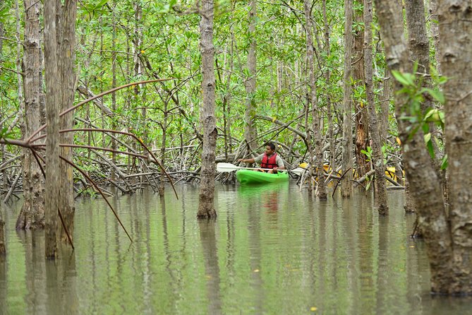 Damas Island Mangrove Kayaking Tour From Jacó