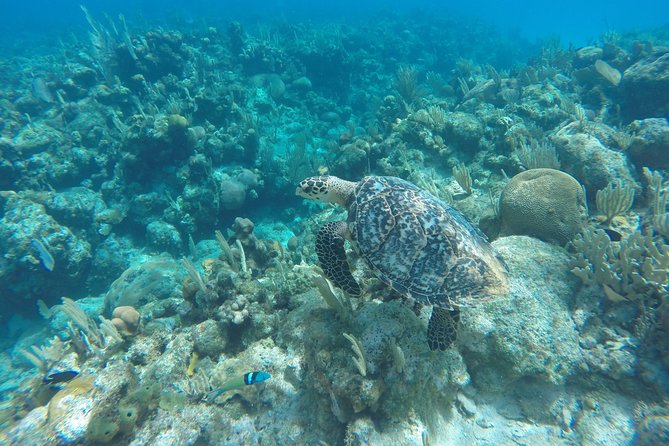 Daniel Johnson Family Experience City Tour and Snorkel