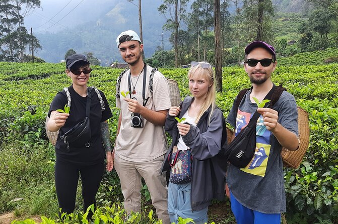 Day Tour to Nuwareeliya (Little England) From Kandy