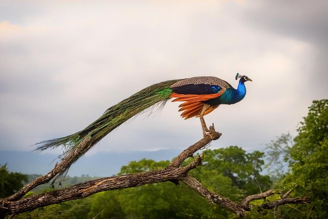 Day Tour to Udawalawe From Colombo