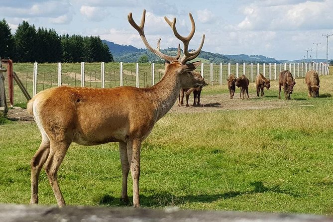Day Trip From Brasov: Bison Reserve & Traditional Lunch