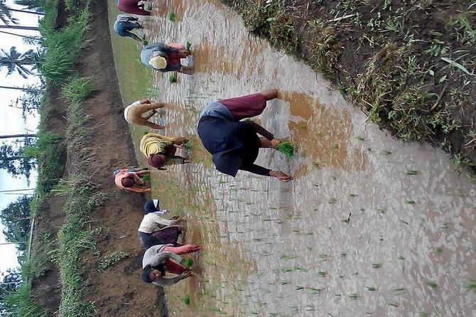 Day Trip in Local Life of Sasak Tribe