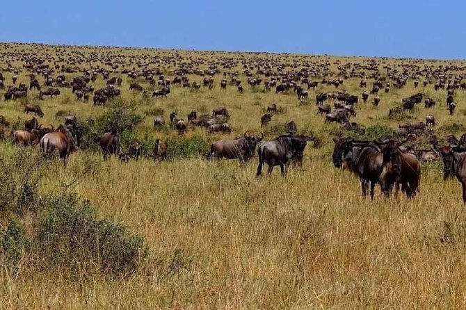 Day Trip Ngorongoro Crater - Inclusions