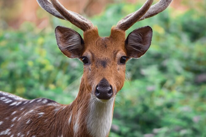 Day Trip to Bandipur National Park & Tiger Reserve - Inclusions