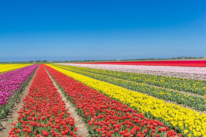 Day Trip to Famous Tulip Route in Noordoostpolder From Amsterdam